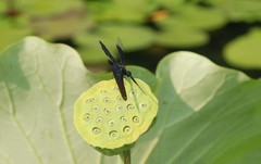 Rhyothemis fuliginosa