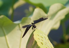 Rhyothemis fuliginosa