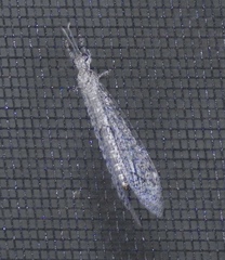 Nemoleontinae