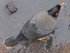 Acridotheres ginginianus