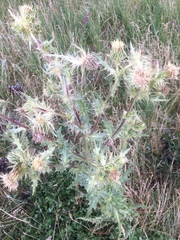 Cirsium scariosum