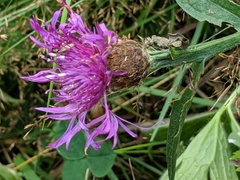 Centaurea × gerstlaueri