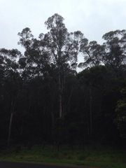 Eucalyptus amygdalina