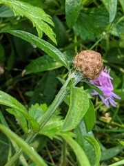 Centaurea × gerstlaueri