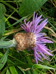 Centaurea × gerstlaueri
