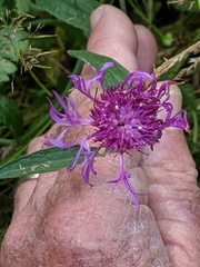 Centaurea × gerstlaueri