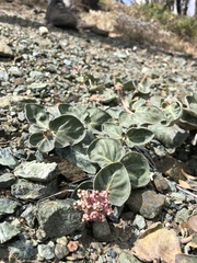 Asclepias solanoana