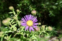 Dieteria bigelovii