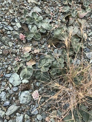 Asclepias solanoana