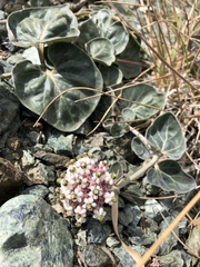 Asclepias solanoana