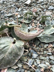 Asclepias solanoana
