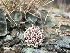Asclepias solanoana