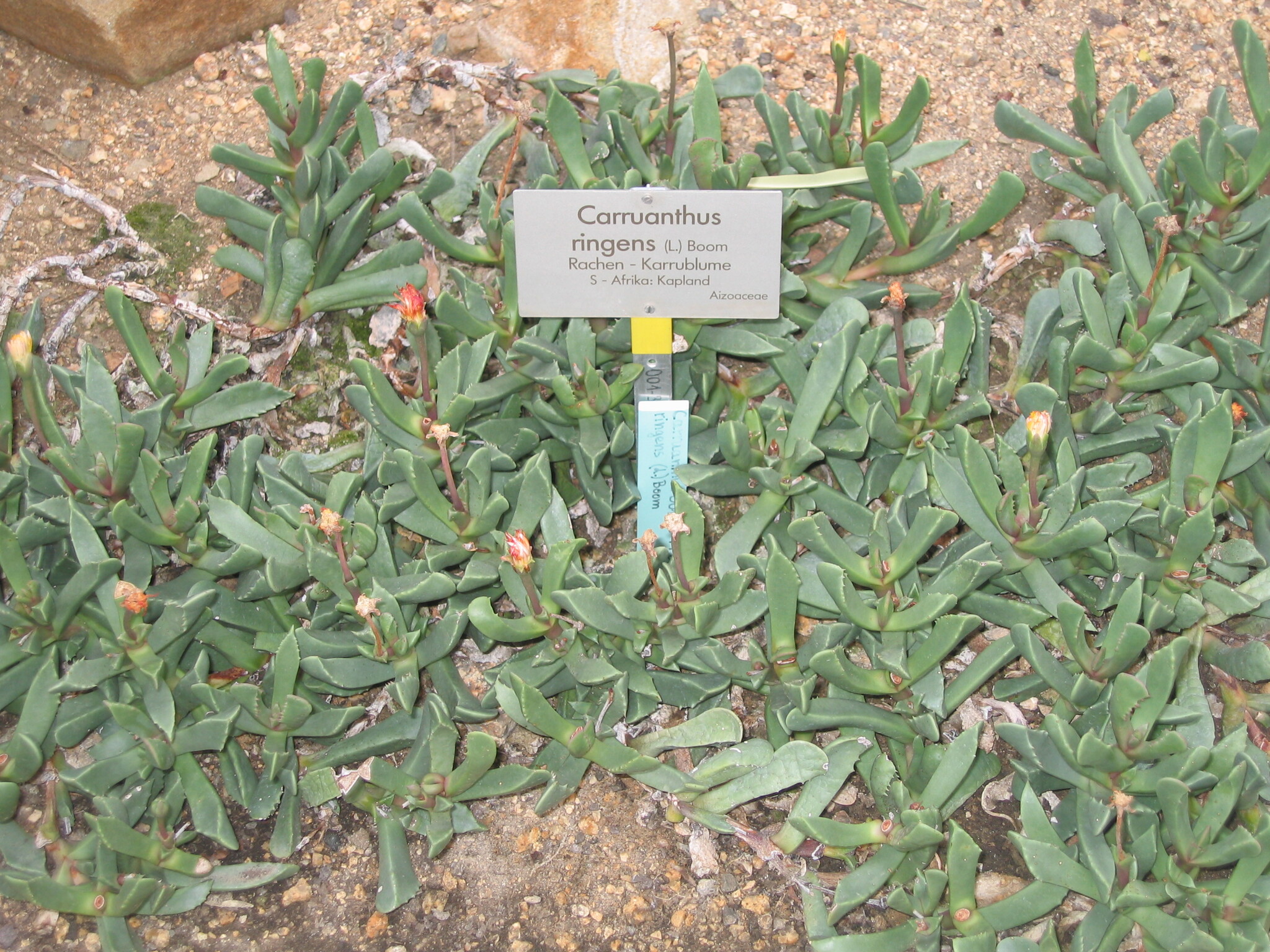 Mesembryanthemum ringens L. 2