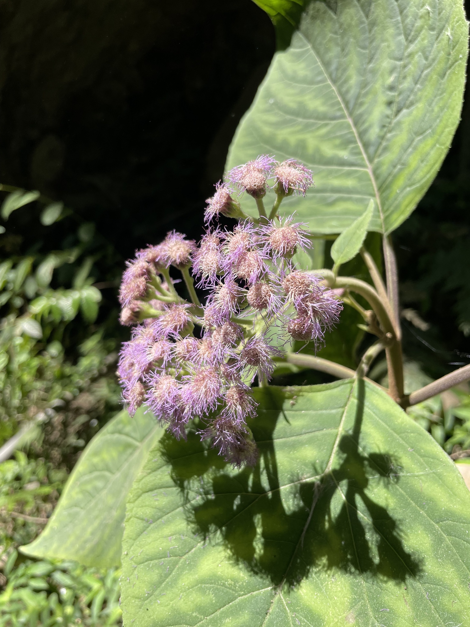 Imagem de Veludo-roxo