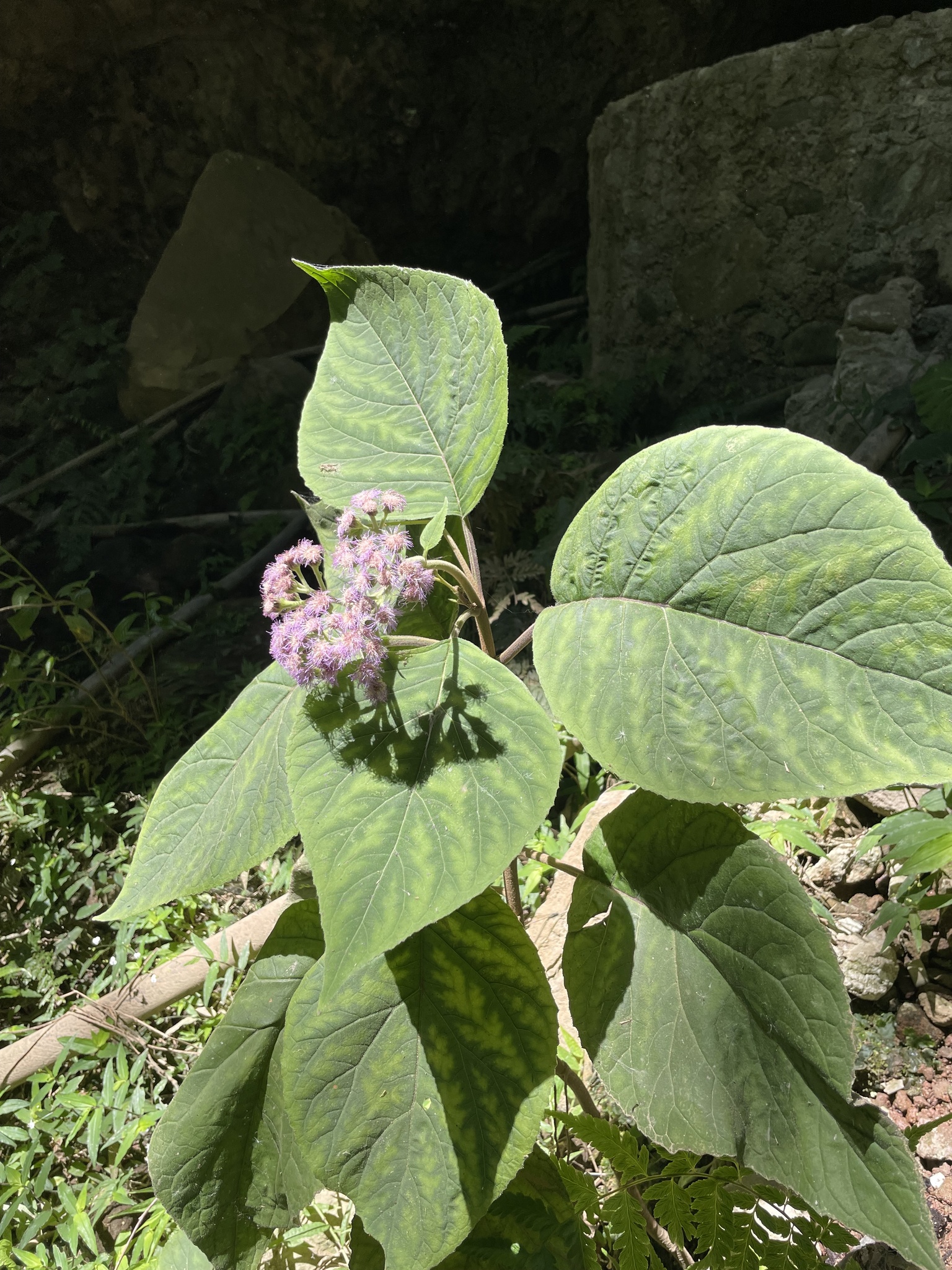 Imagem de Veludo-roxo