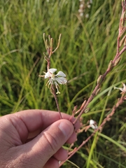 Oenothera coloradensis