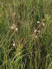 Oenothera coloradensis