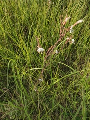 Oenothera coloradensis
