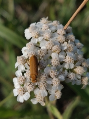 Epicauta ferruginea
