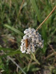 Epicauta ferruginea