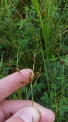 Fimbristylis dichotoma dichotoma