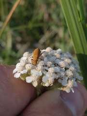 Epicauta ferruginea