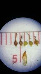 Fimbristylis dichotoma dichotoma