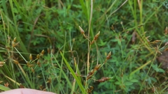 Fimbristylis dichotoma dichotoma