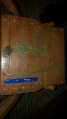 Fimbristylis dichotoma dichotoma