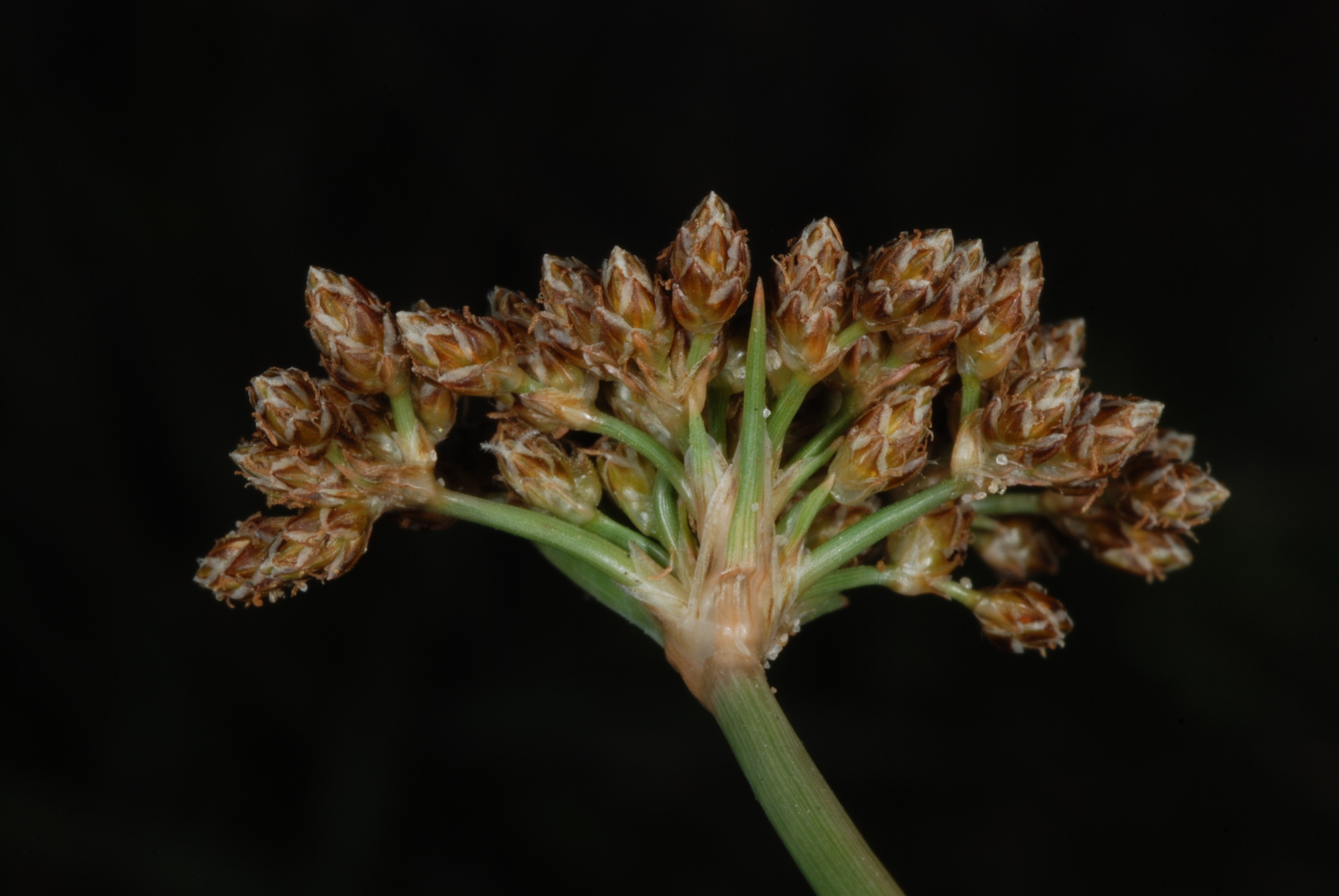 Fimbristylis cymosa