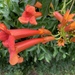 American Trumpet Vine - Photo (c) korvidai, some rights reserved (CC BY-NC)