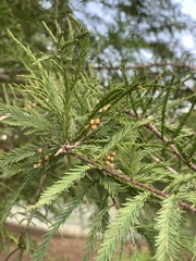 Taxodiomyia
