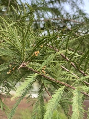 Taxodiomyia
