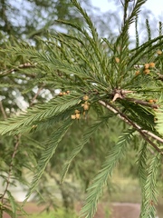 Taxodiomyia