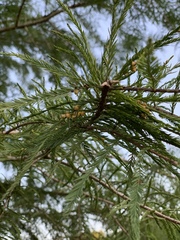 Taxodiomyia