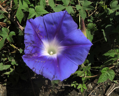 Ipomoea laeta