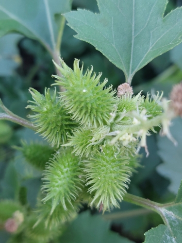 Xanthium strumarium iNat (2)