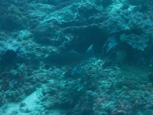 Highfin Coralgrouper (Plectropomus oligacanthus)