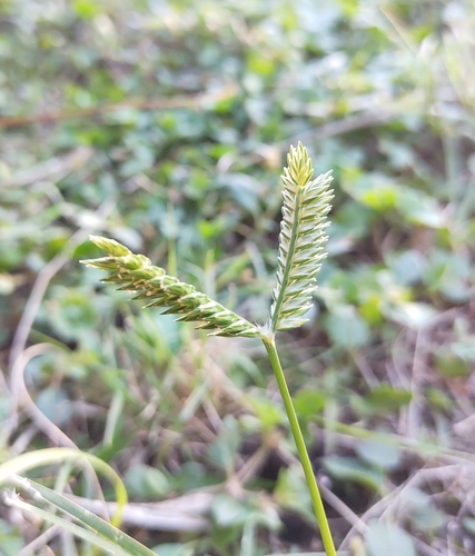 Eleusine tristachya iNat (2)
