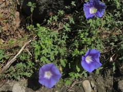 Ipomoea laeta