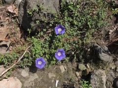 Ipomoea laeta
