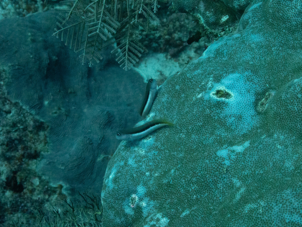 Bicolor Blenny