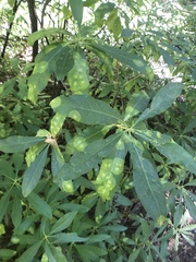 Exobasidium decolorans