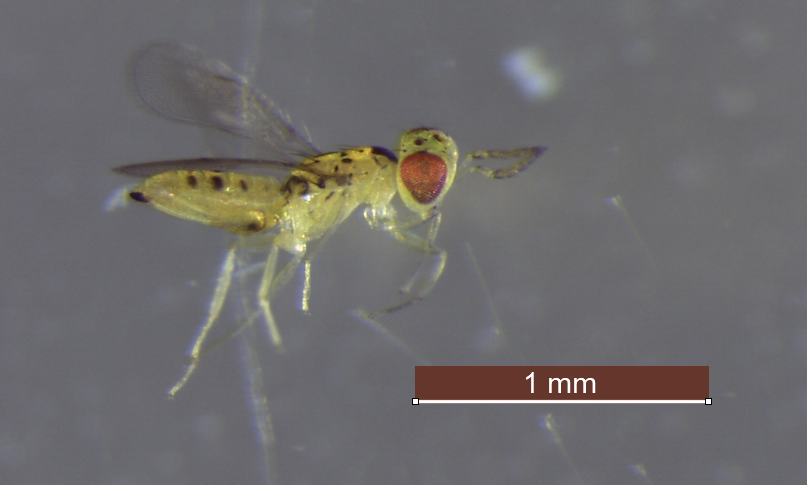 Chrysonotomyia susbelli