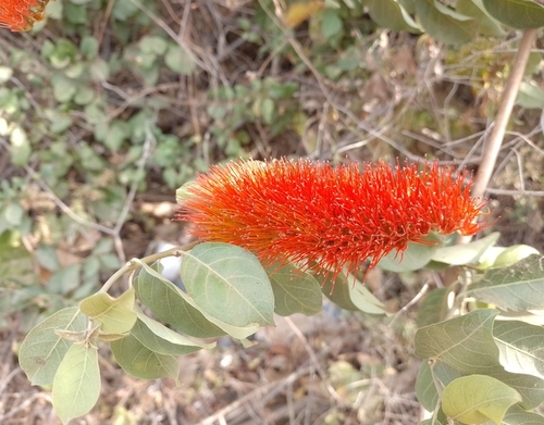 Combretum farinosum (Combretum farinosum)
