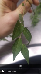 Endodeca serpentaria