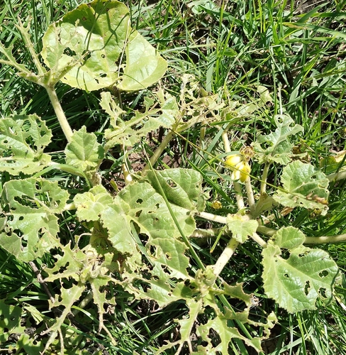 Image of Ibicella lutea by no rights reserved