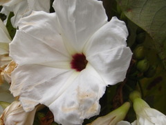 Ipomoea