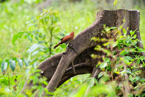 Little Cuckoo (Coccycua minuta), photo 7