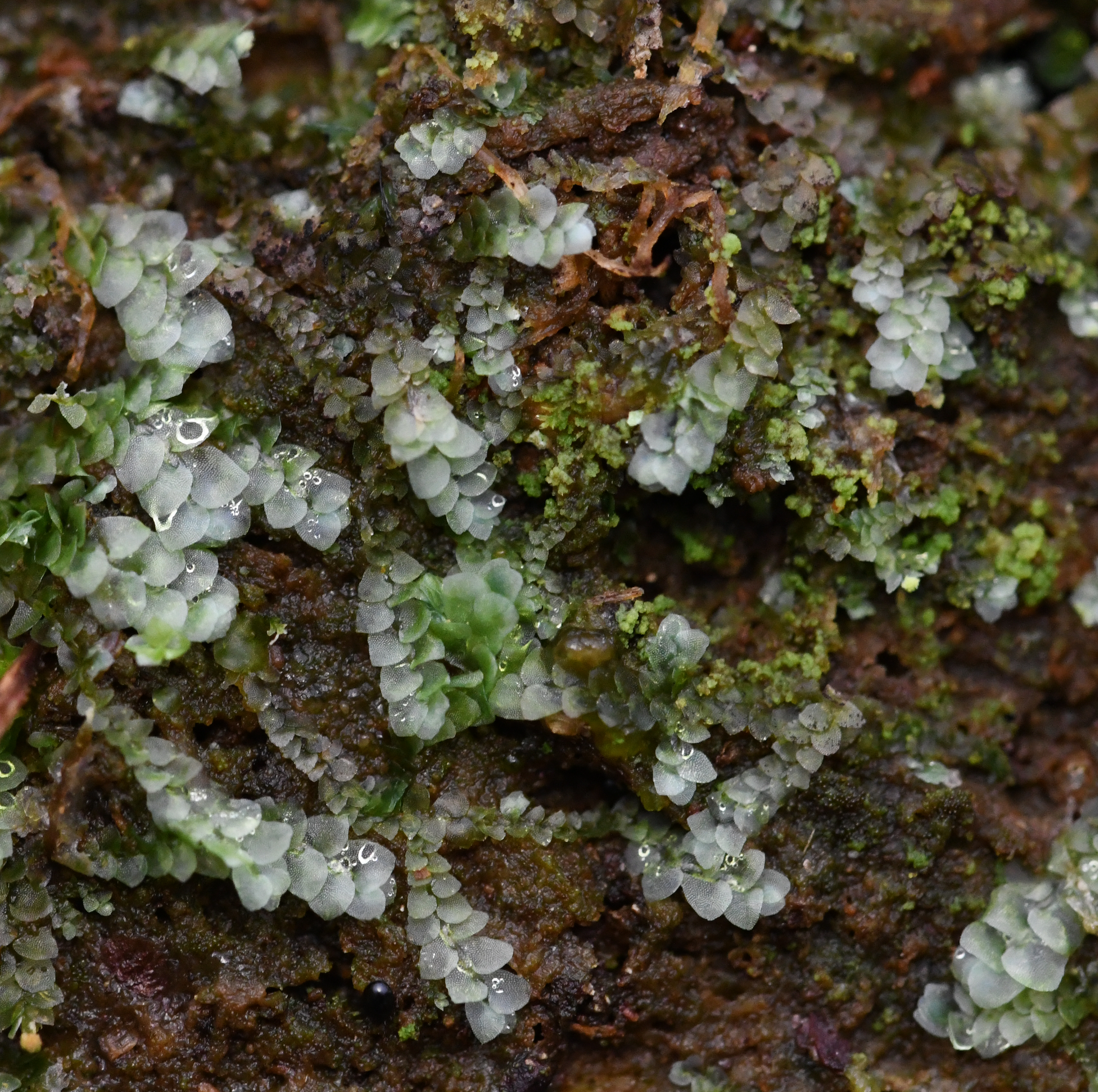 Image of Calypogeia azurea by no rights reserved
